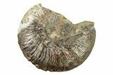 Cretaceous Fossil Ammonite (Hoploscaphities) - South Dakota #242535-1